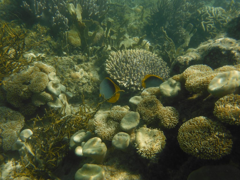 Snorkel en isla Gili Laba, Indonesia.
